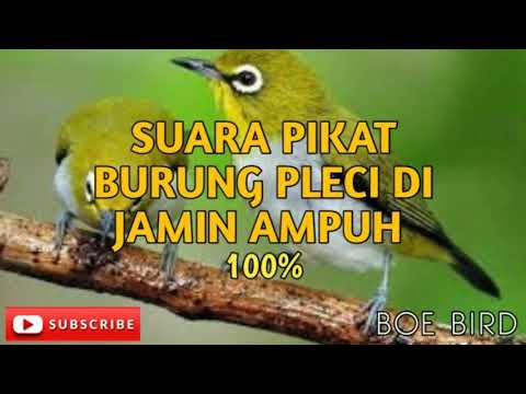 Suara Kicau Pleci Betina Ampuh Untuk Pikat Burung Pleci Jantan Youtube