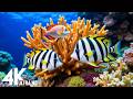 [NEW] 11HR Stunning 4K Underwater footage-Rare &amp; Colorful Sea Life Video - Relaxing Sleep Music #21