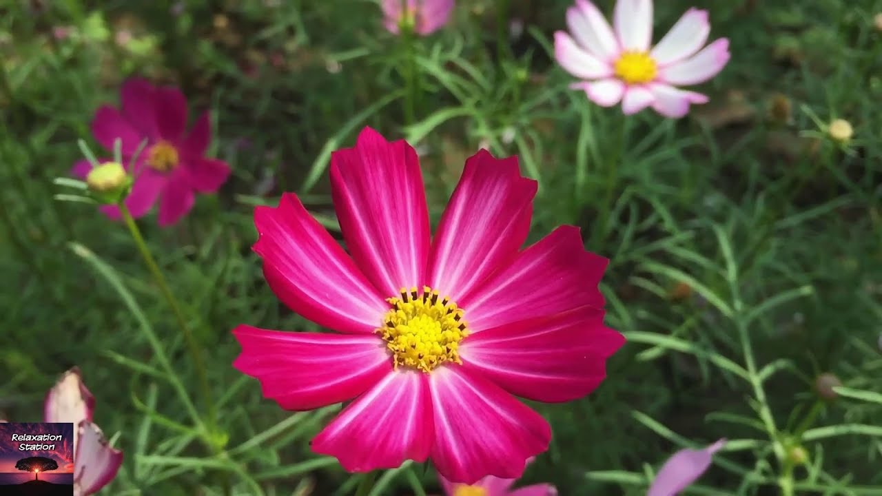 Watch 10 Minute Zen Meditation Music | Calming Meditation Music for Sleep, Studying, Anxiety, Stress on YouTube Watch 10 Minute Zen Meditation Music | Calming Meditation Music for Sleep, Studying, Anxiety, Stress on YouTube