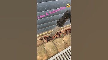 Gutter Clean #guttercleaning #satisfying #asmr