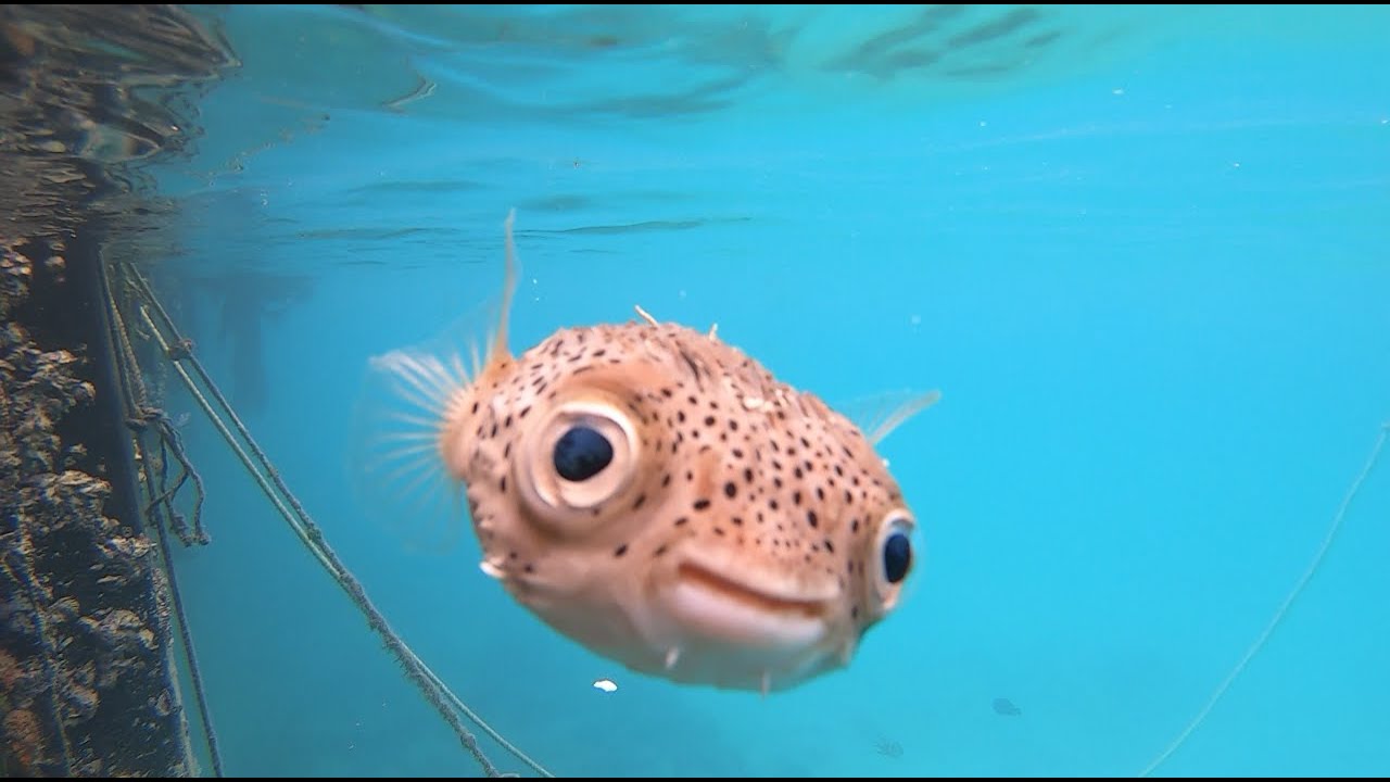 Gopro 港に住むハリセンボン 沖縄 Youtube Gopro 港に住むハリセンボン 沖縄 Youtube