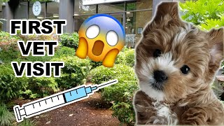 Puppy First Vet Visit Reaction - Cavoodle