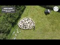 SHEEP WORK - Weighing and spraying the flock!