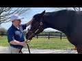 Rachel Alexandra: It's a Wonderful Life