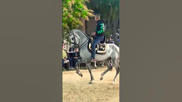 فاخر اللبيدي حفلة دهشور رقص خيل 2023 Shorts 