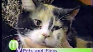 Pet Fleas as explained by Cleveland Morning Exchange resident Veterinarian Dr. Evan Morse.