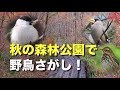 秋の森林公園で野鳥を探そう！冬鳥に会えるかな？