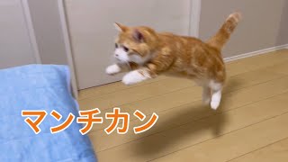 【マンチカン】短足でジャンプする猫