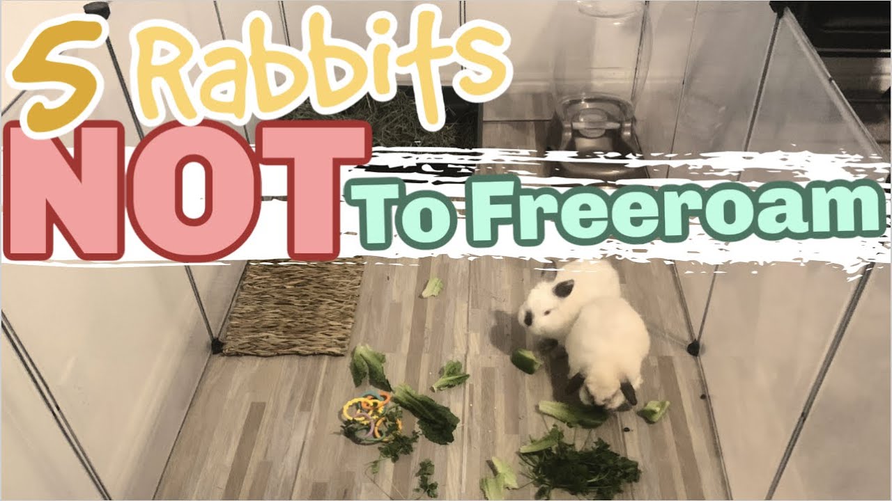 5 RABBITS NOT SUITED TO FREE ROAM can I freeroam my rabbit free roam
