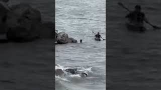 Bald Eagle rescued from Lake Erie waters #shorts