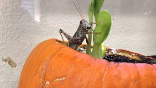 Grasshopper Eating Pumpkin Leaves