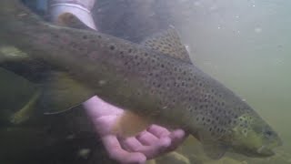 Farmington River VLOG 8 - Quality Farmington River Brown Trout