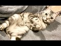 I&#39;ll mumble something about the first time I met Mr.Cat. [Otter life Day 552]