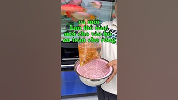 Cách cho cá mồi vào hồ cộng đồng  | Chú Đầu Bạc Cá Rồng