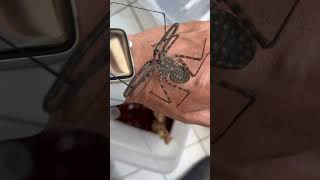 Handling Whip Spider Damon Diadema