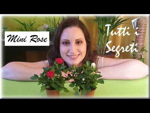 Roselline | Guida coltivazione in vaso | 8 consigli e rinvaso mini rose