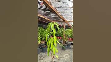 🤝🎁Cây xoài cát hòa Lộc trồng ở nam california  sống tốt 🤩👍