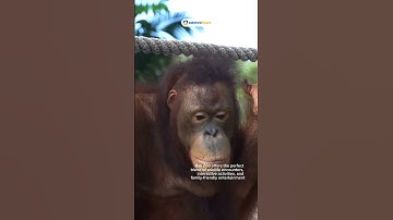 bali zoo