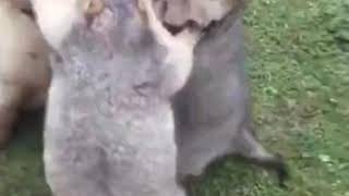 приколы(2) приколы(2)