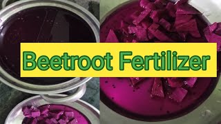 Liquid Beetroot fertilizer for plants #merigardening #homefertilizer #beetrootfertilizer #liquidkhad