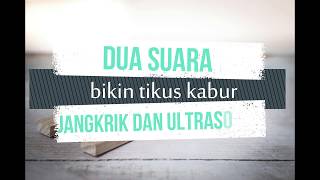 Dua Suara yang Bisa Mengusir Tikus | Usir Tikus dengan Suara Jangkrik | Suara Ultrasonic