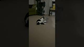 Cat fight - Gary vs gray stuffy
