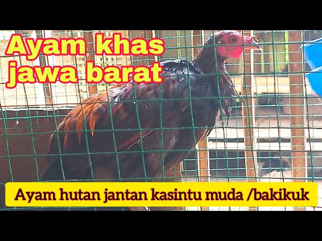 Suara pikat ayam hutan/Pikat ayam hutan jantan/Ayam hutan jantan kasintu muda class=