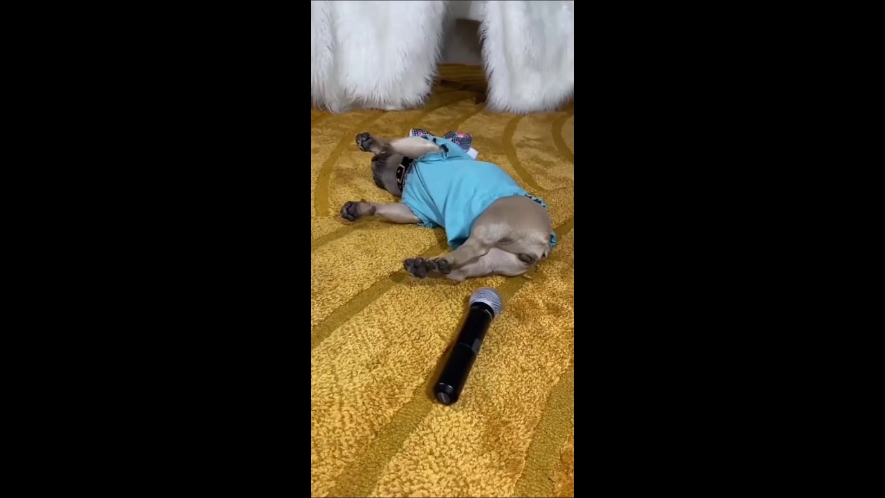 Dog Farts Into Microphone And Gets Scared shorts dogfarts YouTube