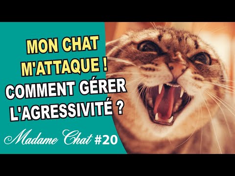 Vidéo: Les causes du comportement agressif chez les chats