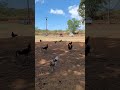 Salt Pond Chickens #chicken #saltpond #kauai