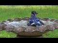 Blue Jay Bird Bath