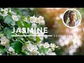 Jasmine - The Oil of Sacred Union