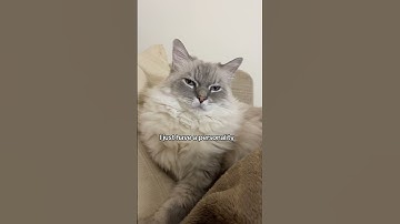 Just Saying  #catshorts #funnycatshorts #ragdollshorts #catshortsvideo #ragdoll #cutecatshorts