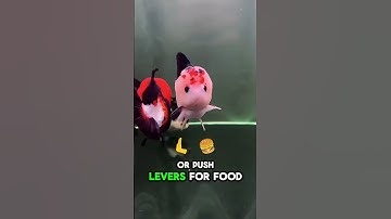 Do Goldfish Really Have a 3-Second Memory?The Truth Will Surprise You! #reels #facts #fish #goldfish