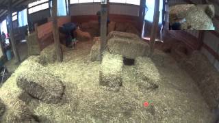 Bengi Barn Hunt Practice by James Johannes 24 views 9 years ago 3 minutes, 8 seconds