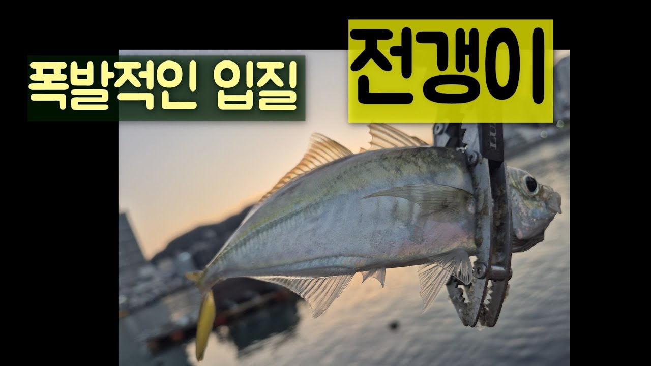 폭발적인 전갱이 입질...... #아징 #fishing #낚시 #부산낚시 #짬낚전갱이tv #アジング #ajing