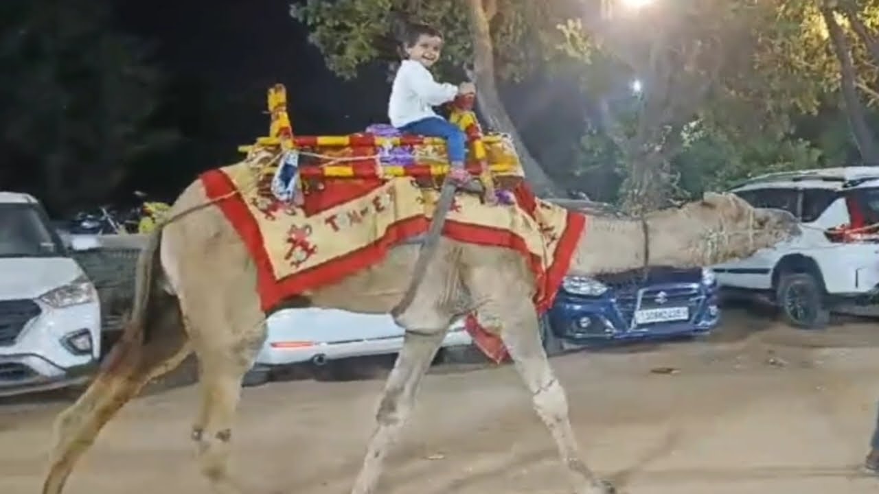 Elk Camel Ride #Lekshana#Camel Ride# - YouTube