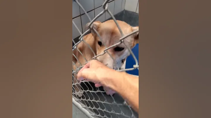 Sweetie!!! Video by Judy Hands Ricker