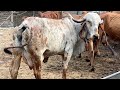 One of the best kabri Gir cows - Jamna Gir Gaushala - 9081271242 | Gujarat Gir cows