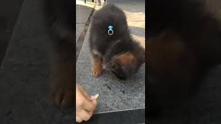 Challa Amazing . Challa Audio Echo Old Punjabi Tune