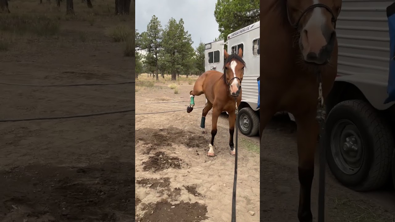 How To Wrap A Race Horse's Leg at Tanner Troy blog
