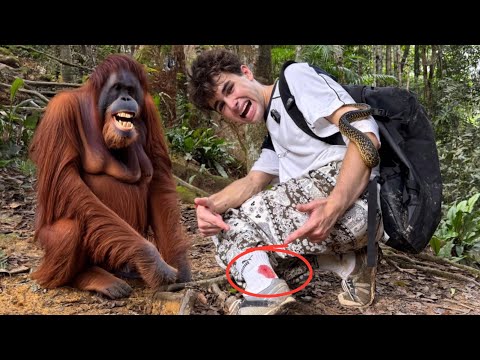 SAD NEWS: Kyle Thomas, UK TikTok animal rescuer, tragically killed by Sloth Bear during wildlife filming — millions of fans in shock and awaiting updates…-namnguyen123