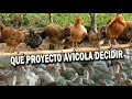 QUÉ PROYECTO AVÍCOLA ESCOGER...?