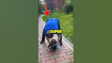 This Lazy Cat Refuses to Walk! 😻