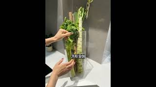 야채 보관은 이걸로 끝! ✨ 투명 야채 보관 용기 리뷰