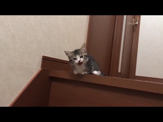 暗闇から聞こえる子猫の鳴き声がかわいい