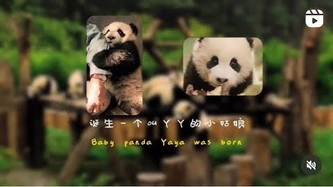 The story of Giant panda Yaya and Lele