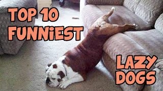 TOP 10 OF THE LAZIEST DOGS OF ALL TIME by TubeSpaghetti 870,368 views 9 years ago 4 minutes, 9 seconds