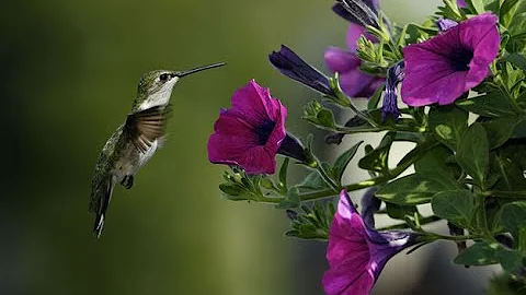 ¿Qué tipo de flores prefieren los colibríes?