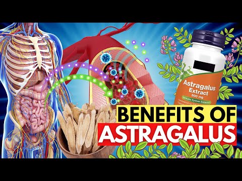 Take Astragalus Root Everyday And See How It Benefits Your Body